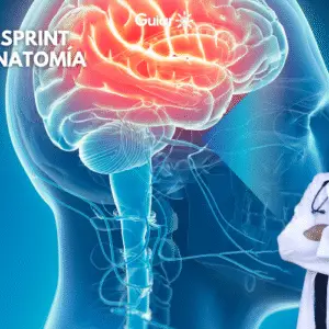 Curso Sprint Neuroanatomía